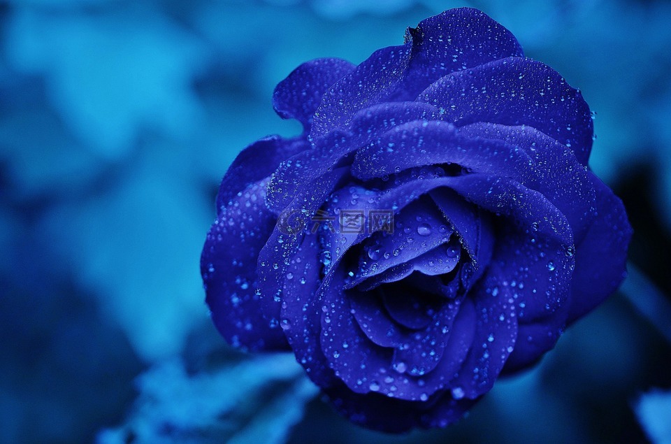 玫瑰,蓝色,花
