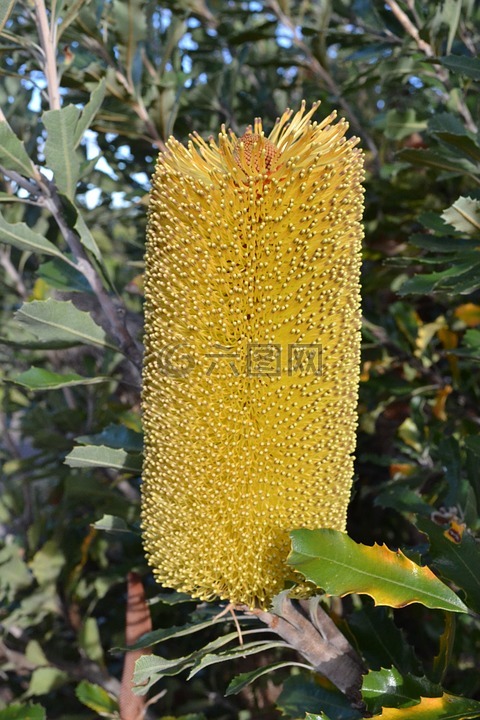 艾幕角,澳大利亚,当地植物群