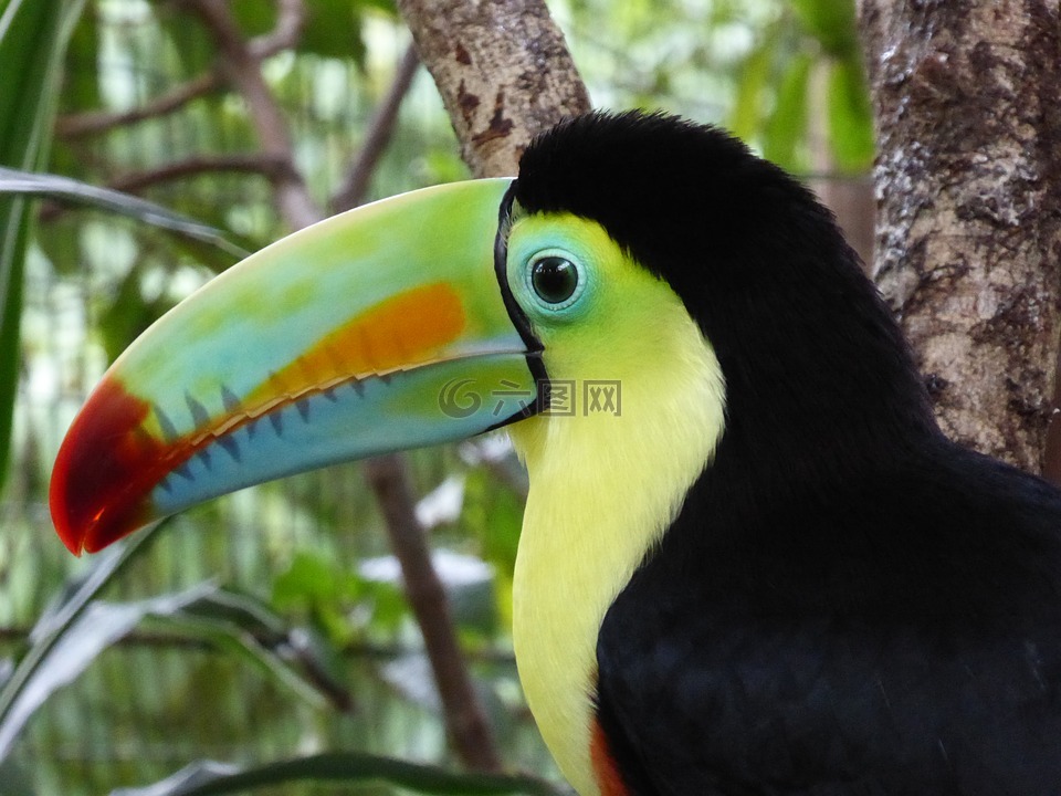大嘴鸟,中美洲,哥斯达黎加