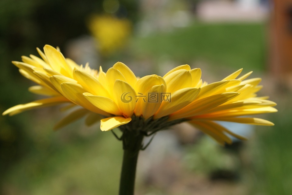 雏菊,非洲菊,花