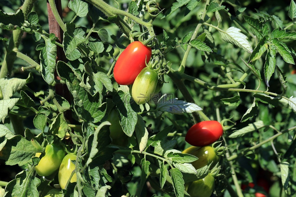 西红柿,红番茄,农业