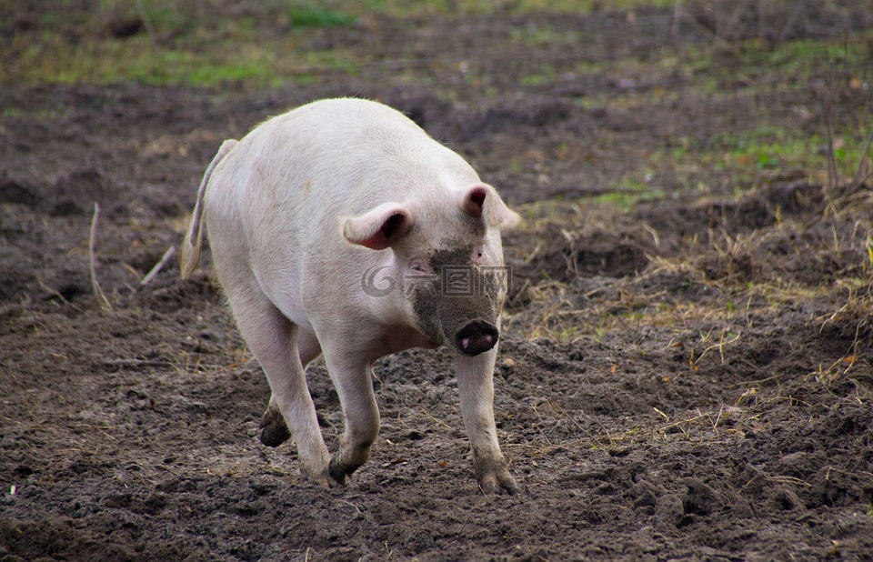 猪,农场,脏页