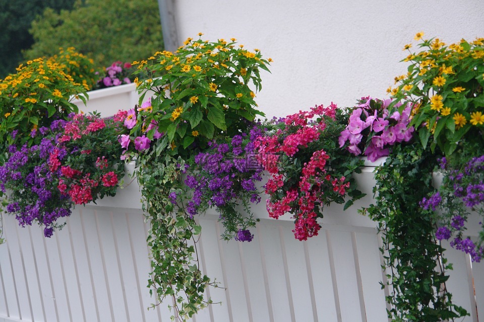 阳台植物,开花植物,夏季