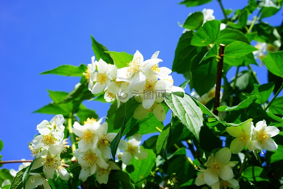 模拟橙,茉莉,鲜花