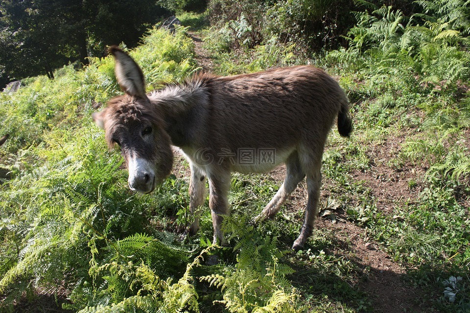 動物,驢,年輕