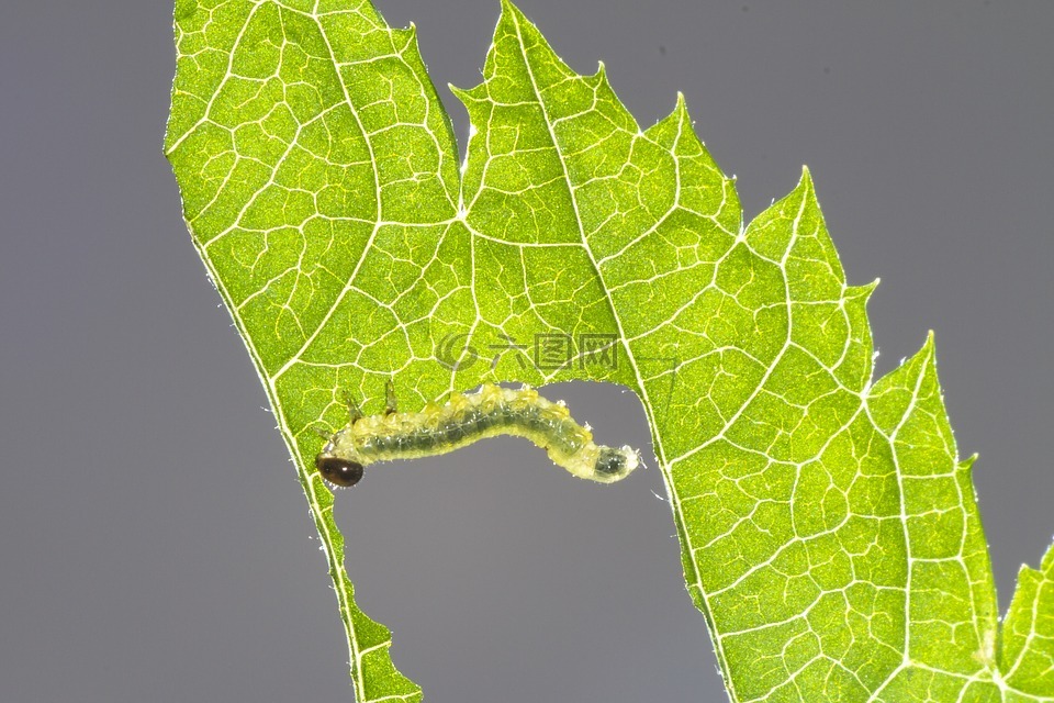 sawflies幼虫,卡特彼勒,叶损伤
