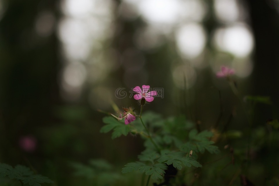 森林,花,性质