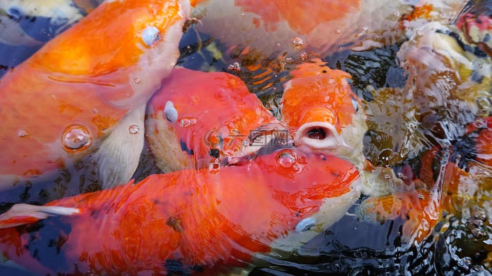 鱼,水族馆,garp鱼