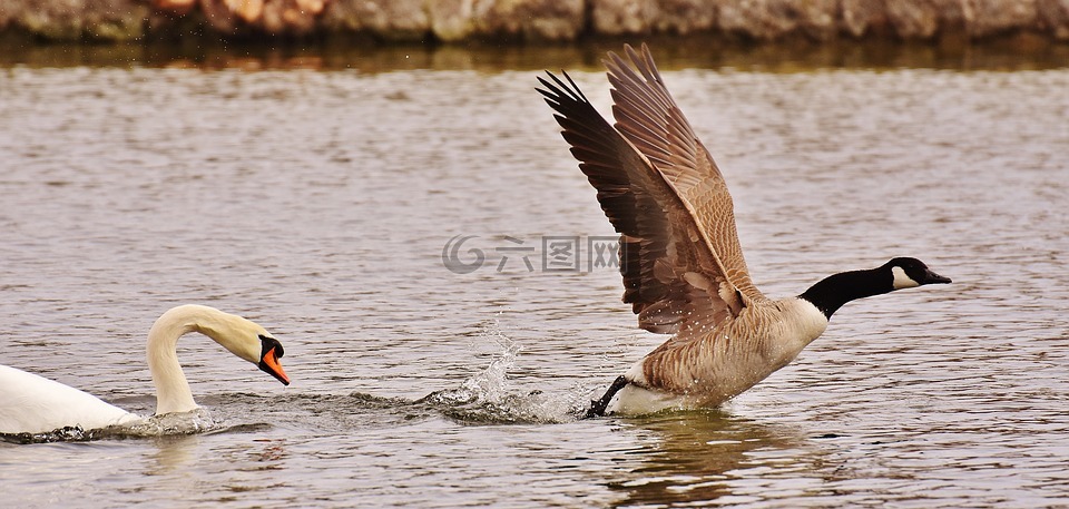 天鹅,野鹅,打猎