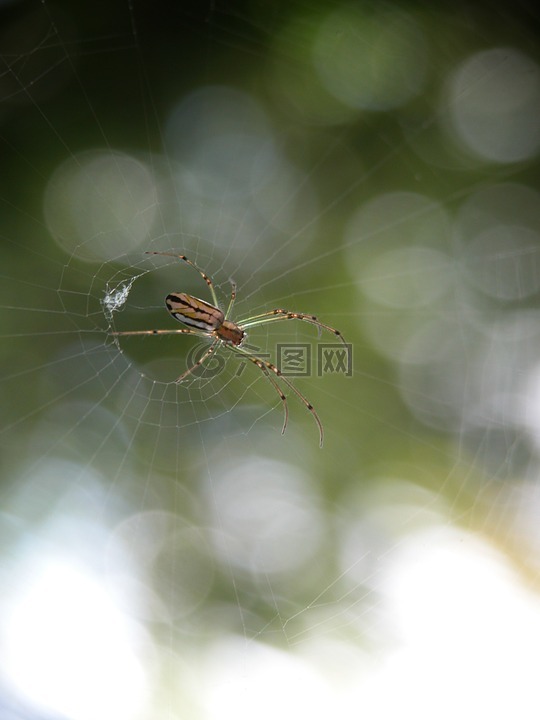 蜘蛛,虫族,web