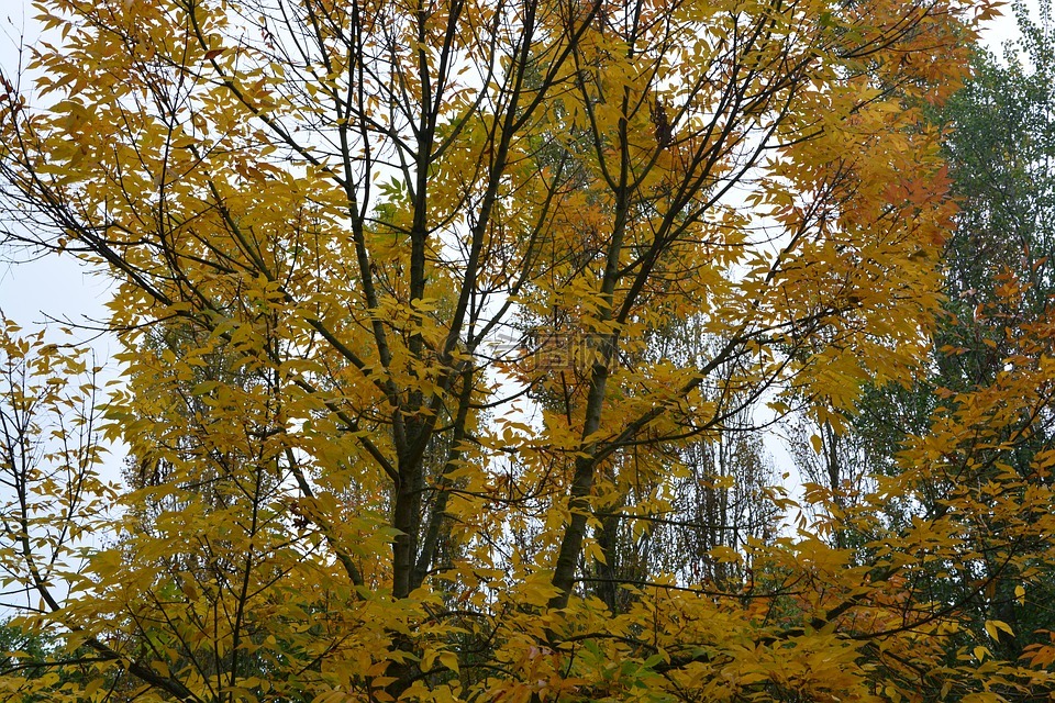 秋天的风景,秋天的颜色,树