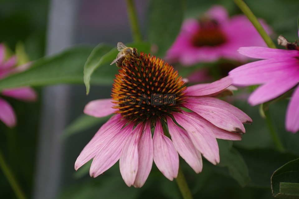 太阳帽子,蜜蜂,花