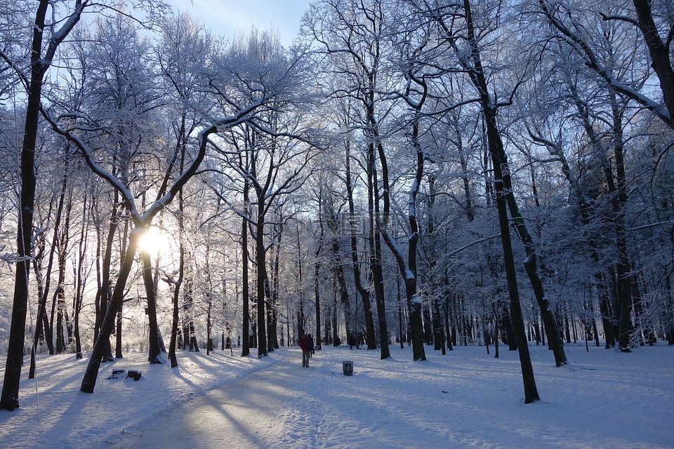 公园,冬季,树木