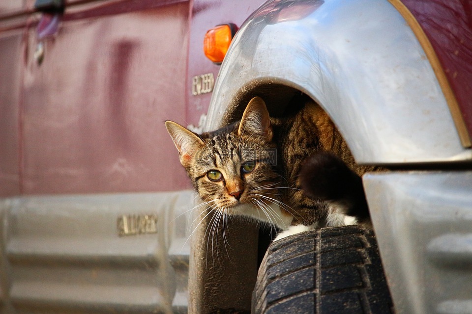 猫,藏身之地,小猫