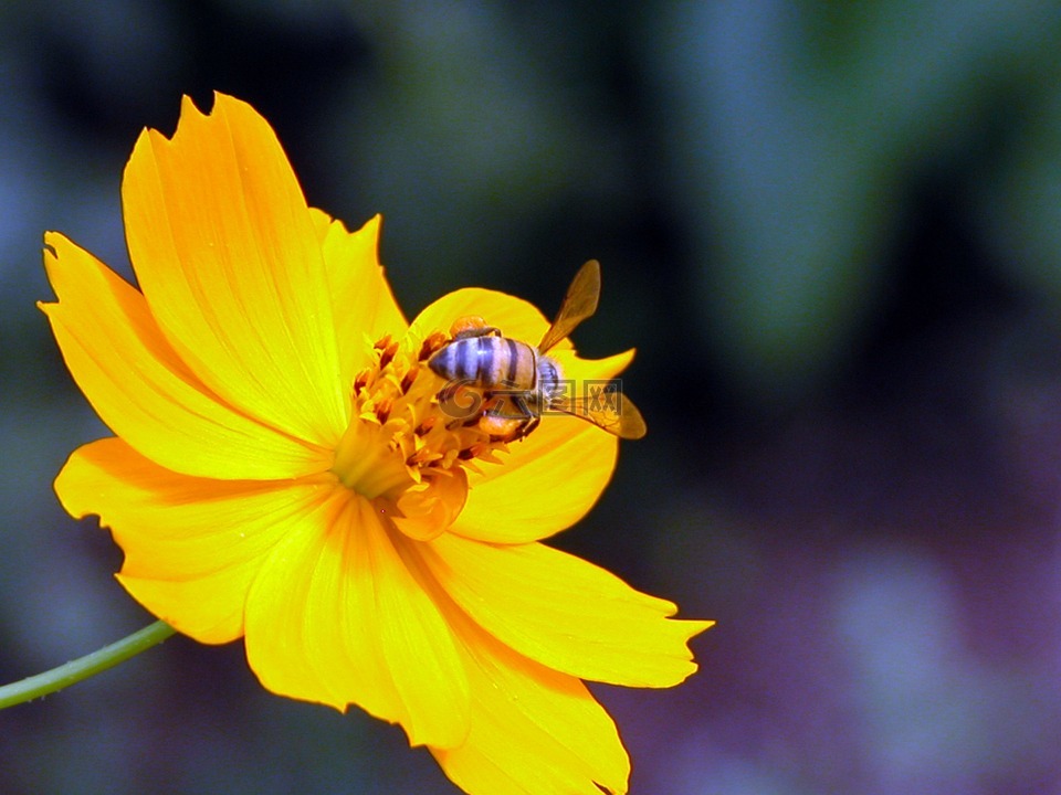 蜜蜂,黄色,花