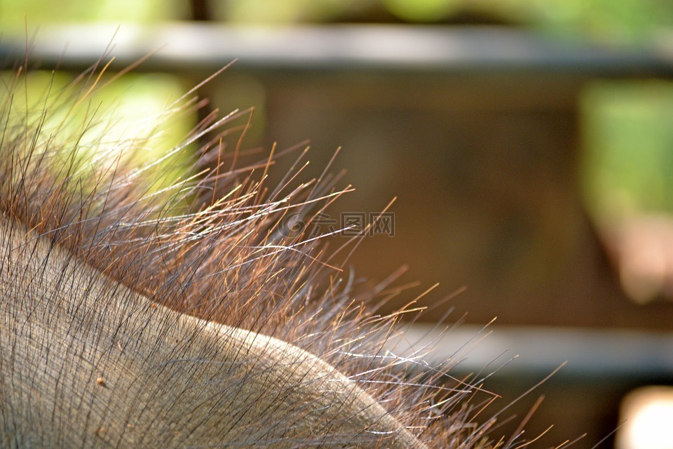 大象的头发,头发,动物毛