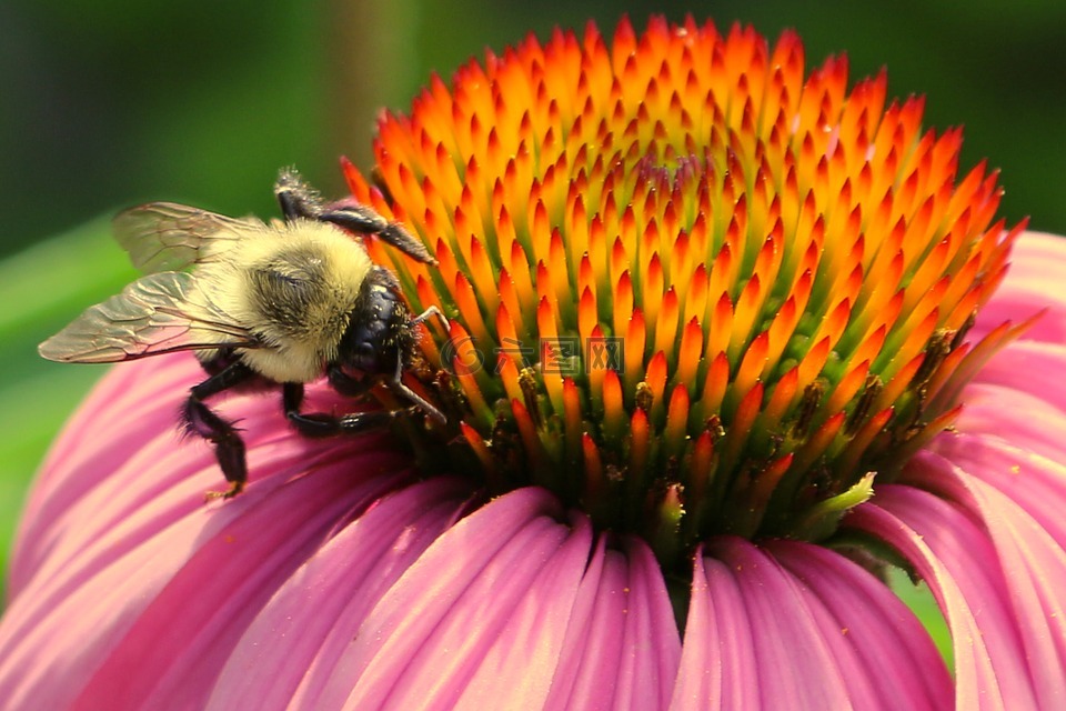 蜜蜂,蜜蜂和花,花粉