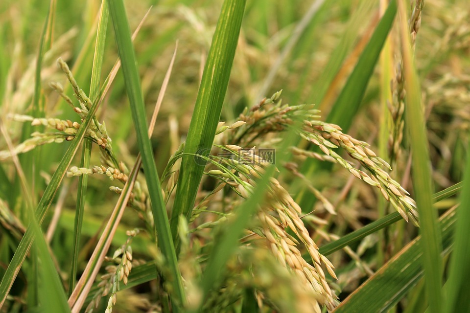 稻米的星球,水稻,原野