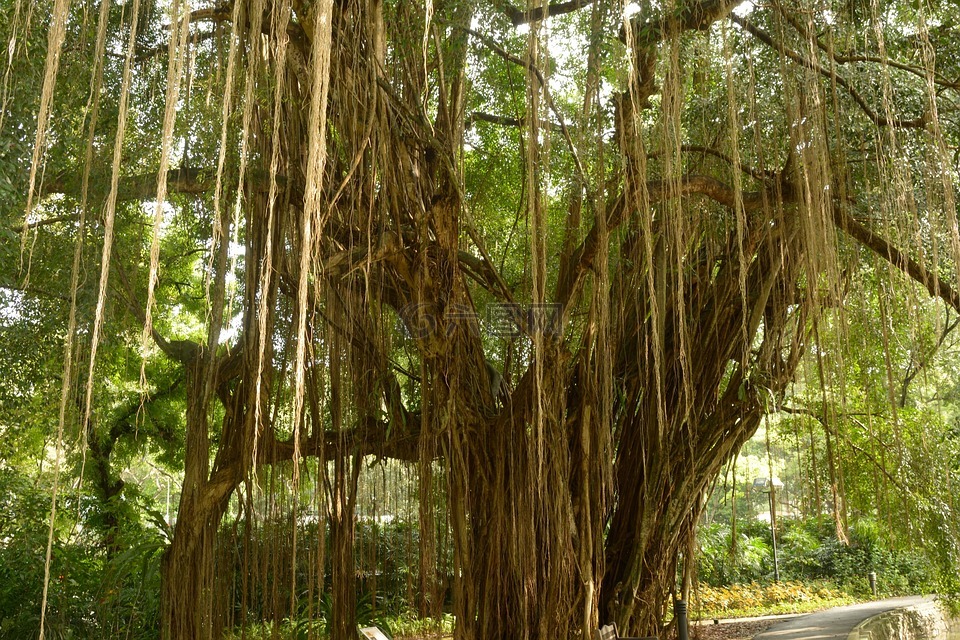 气根,巨木,藤本植物