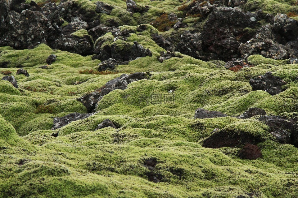冰岛,苔,绿色