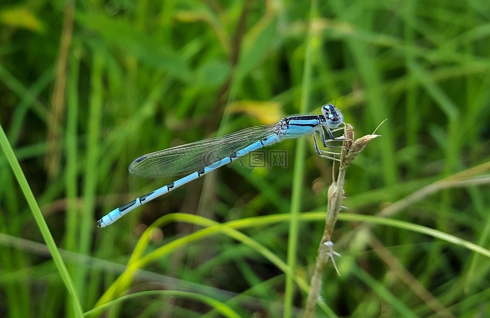熟悉的蓝色蜻蜓,娘,昆虫