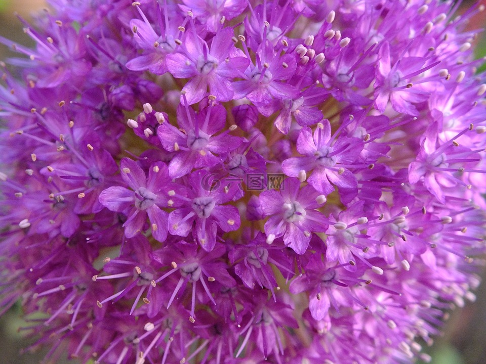 gömbvirág,小花,紫色
