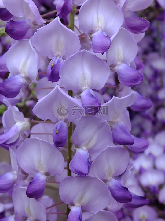 紫色,刺槐,花卉