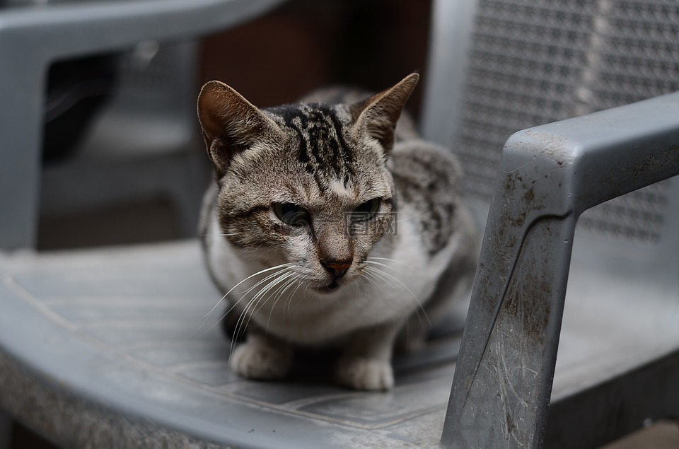 猫,宠物,猫的