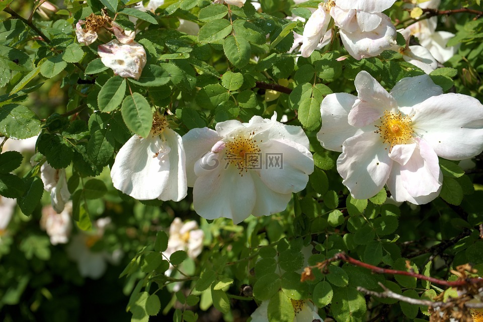 灌木玫瑰,未填充的,白色的花