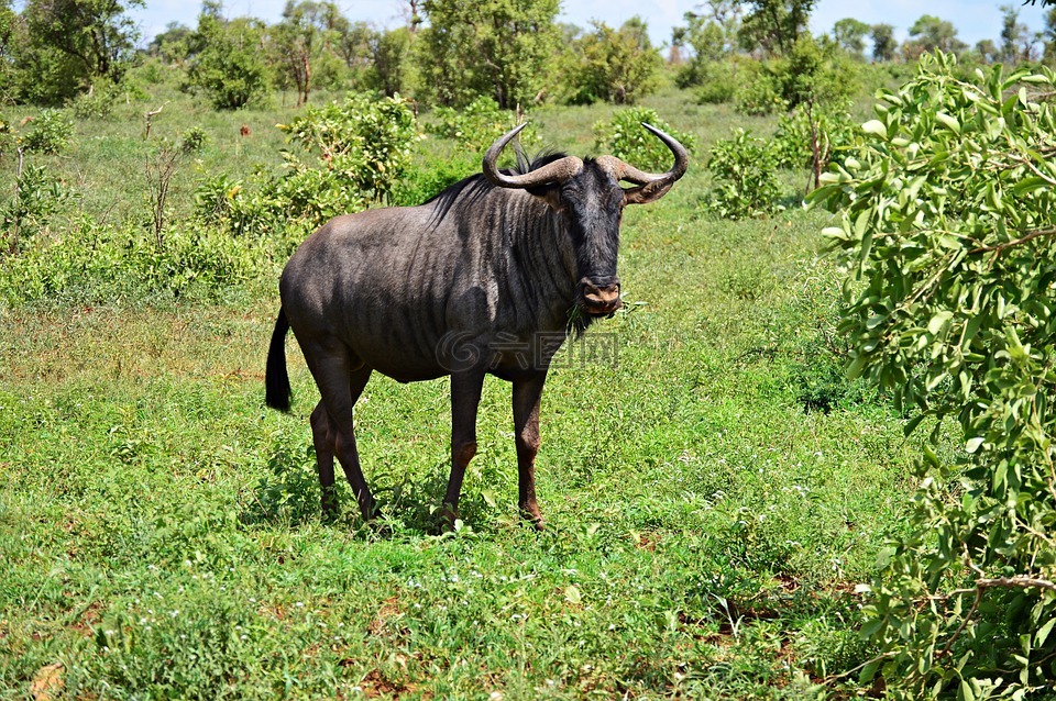 gnu,蓝羚,非洲