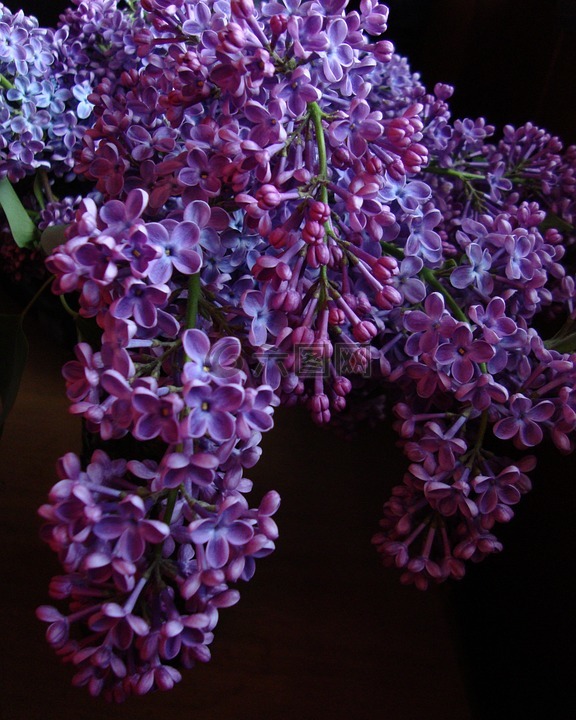 丁香,花,紫色