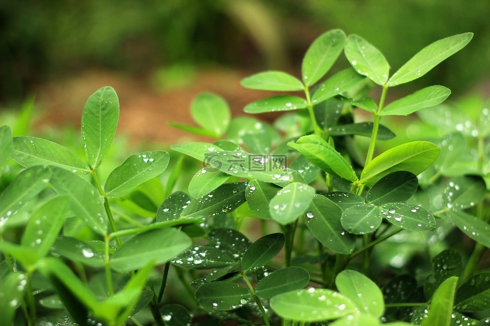 风景,静物,植物