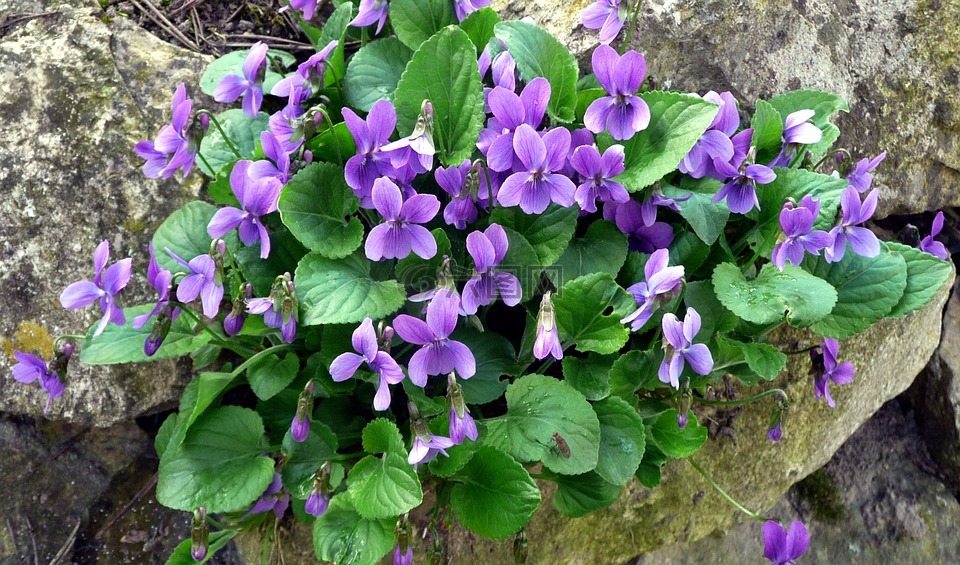紫罗兰色,春天,春天的预兆