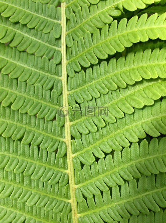 绿色,绿,植物