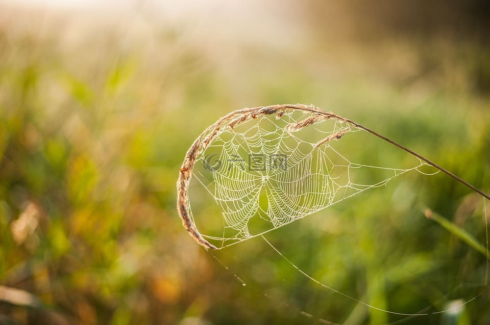 蜘蛛网,叶草,透明