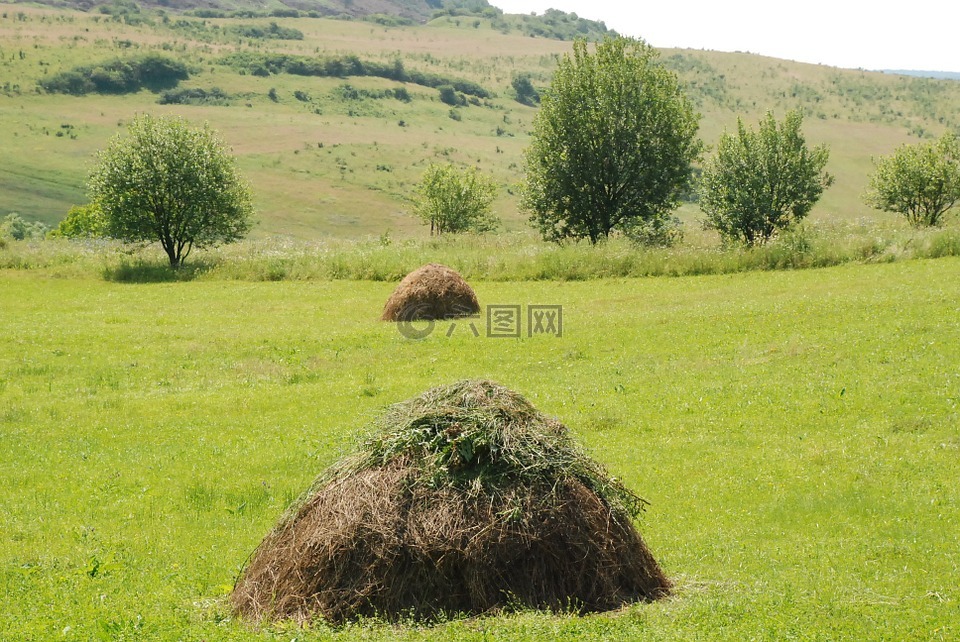 干草,草,罗马尼亚