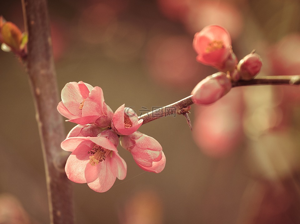 粉色,鲜花,春天