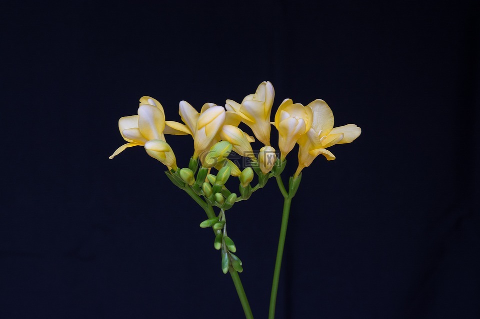 鲜花,黄色的花朵,鸢尾科