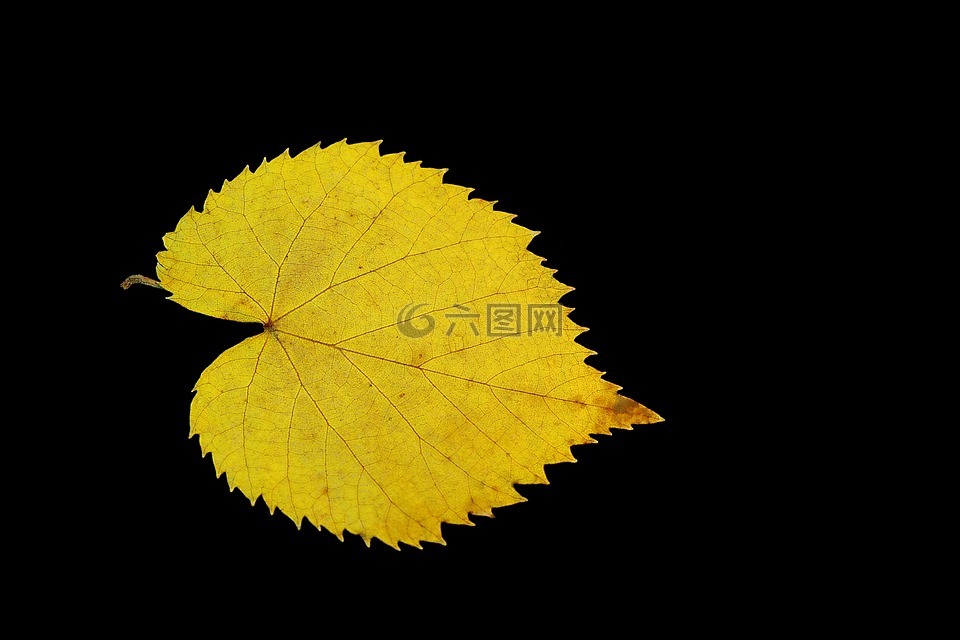 黄的树叶,黄金,羽毛