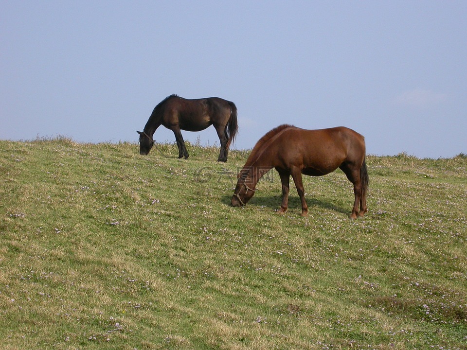 小马,草甸,济州岛