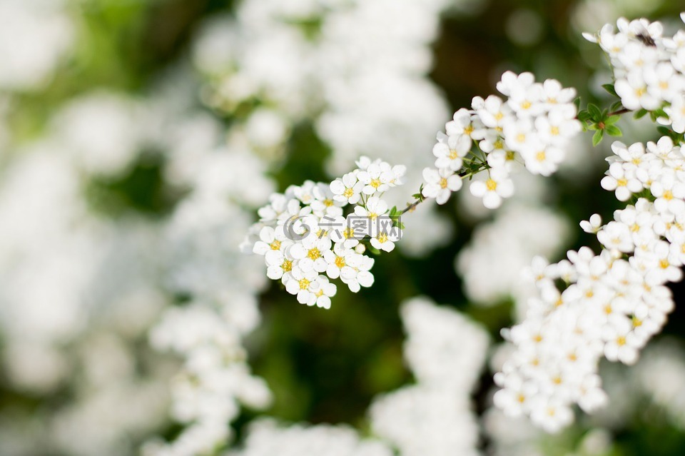 稀饭,白花,白色的花