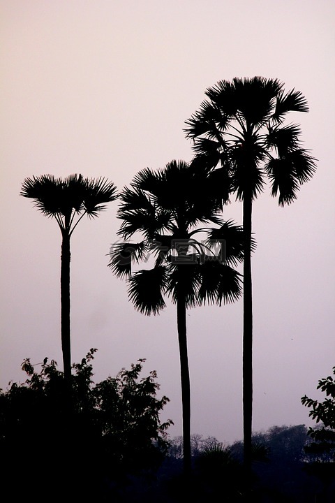 棕榈,树,巴尔米拉