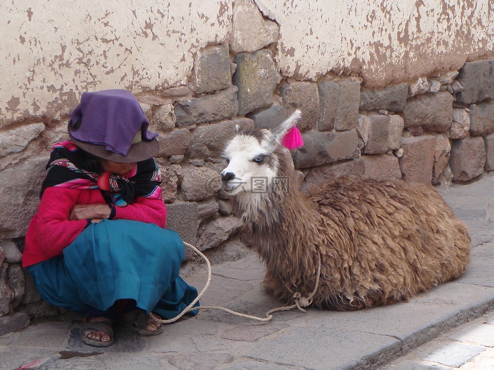 喇嘛,羊驼毛,秘鲁