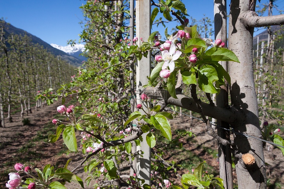 苹果花,种植园,网格