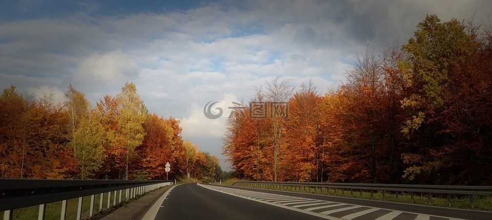 秋景,树,波兰