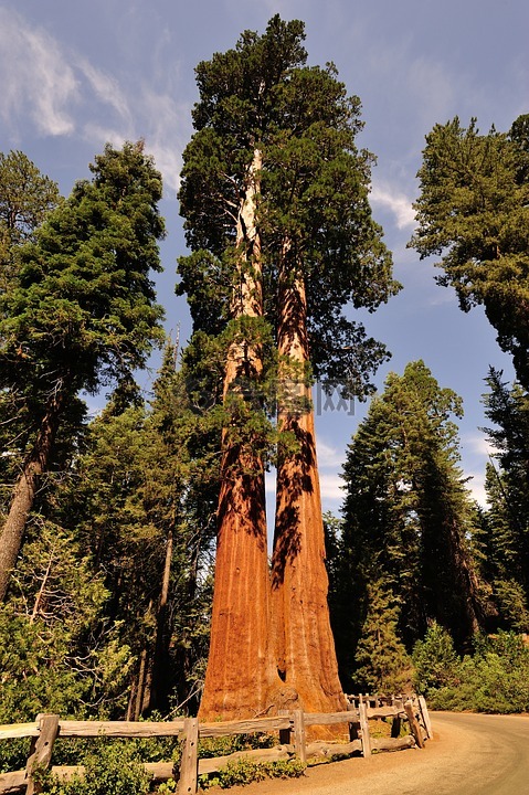 红杉,美国,国家公园