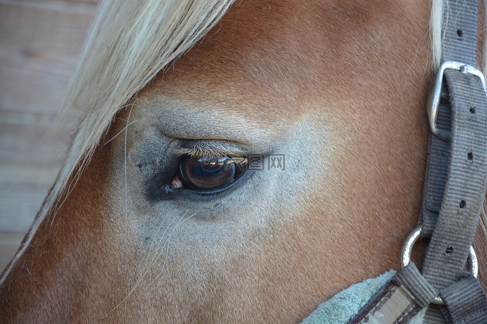 马,眼,板栗