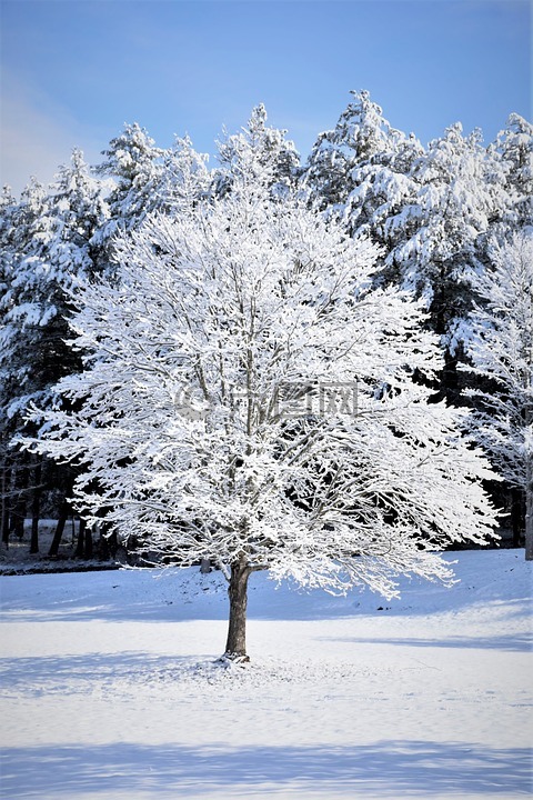 雪,树,冬天树