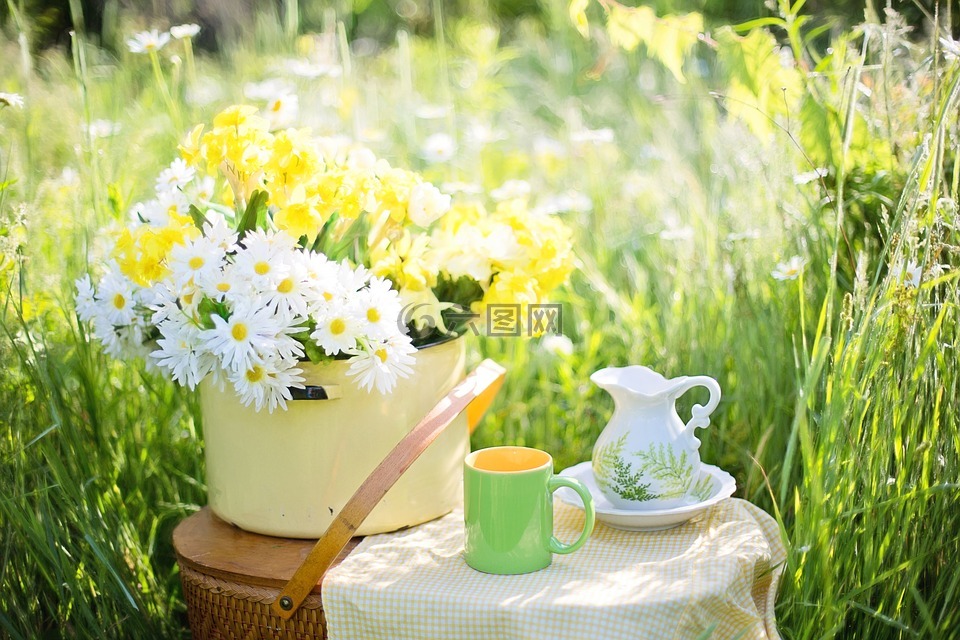 雏菊,夏天,鲜花