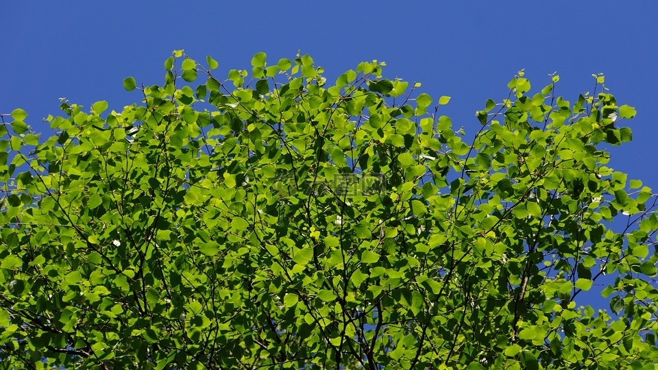 桦木,夏天,仲夏树